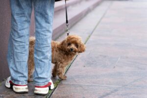 a-person-walking-a-small-dog-on-a-leash
